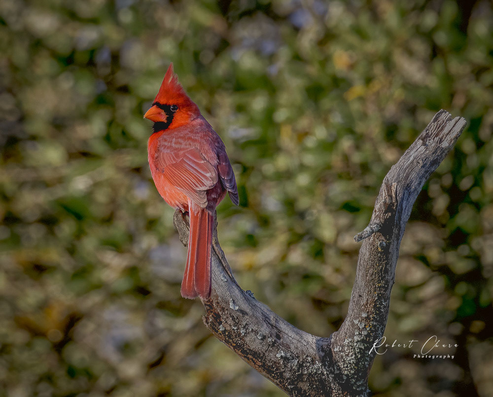 Cardinal in Burnett
