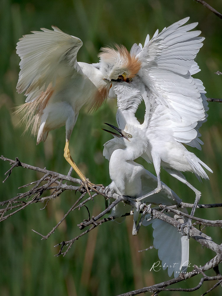 Cattle Egret Discussions