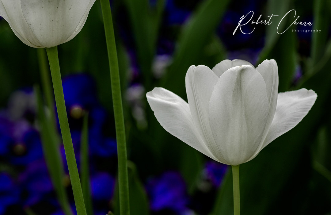 Duo White