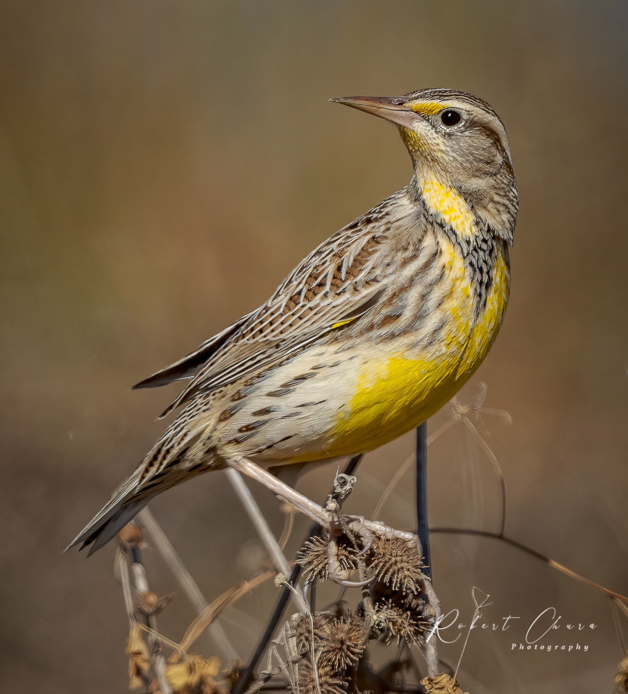Eastern Meadowlark