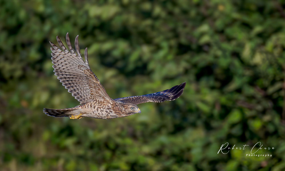 Red-shouldered Hawk Villae Creek