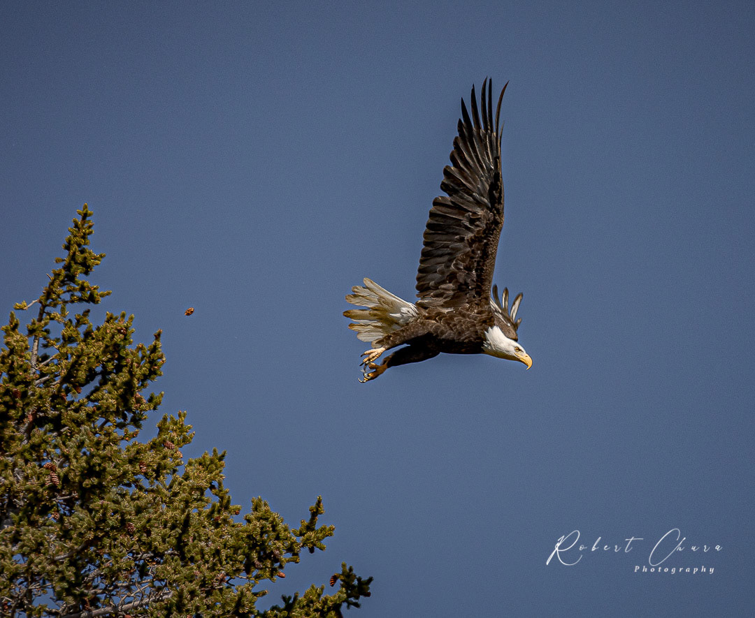 Eagle with Pinenut