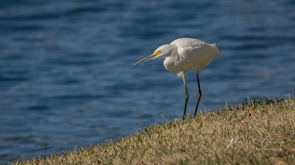 Waiting for the Catch