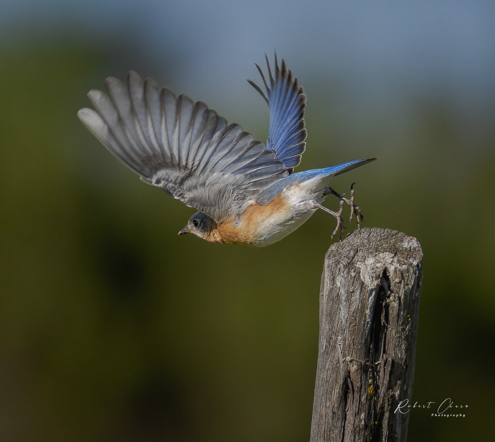 Bluebird Hop