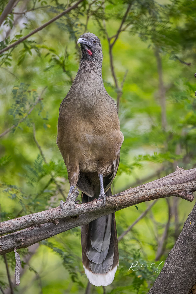 Chachalalaca