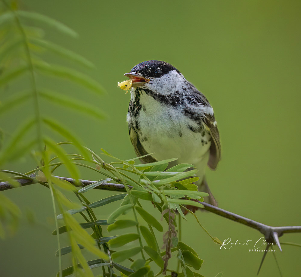 Black Poll Warbler