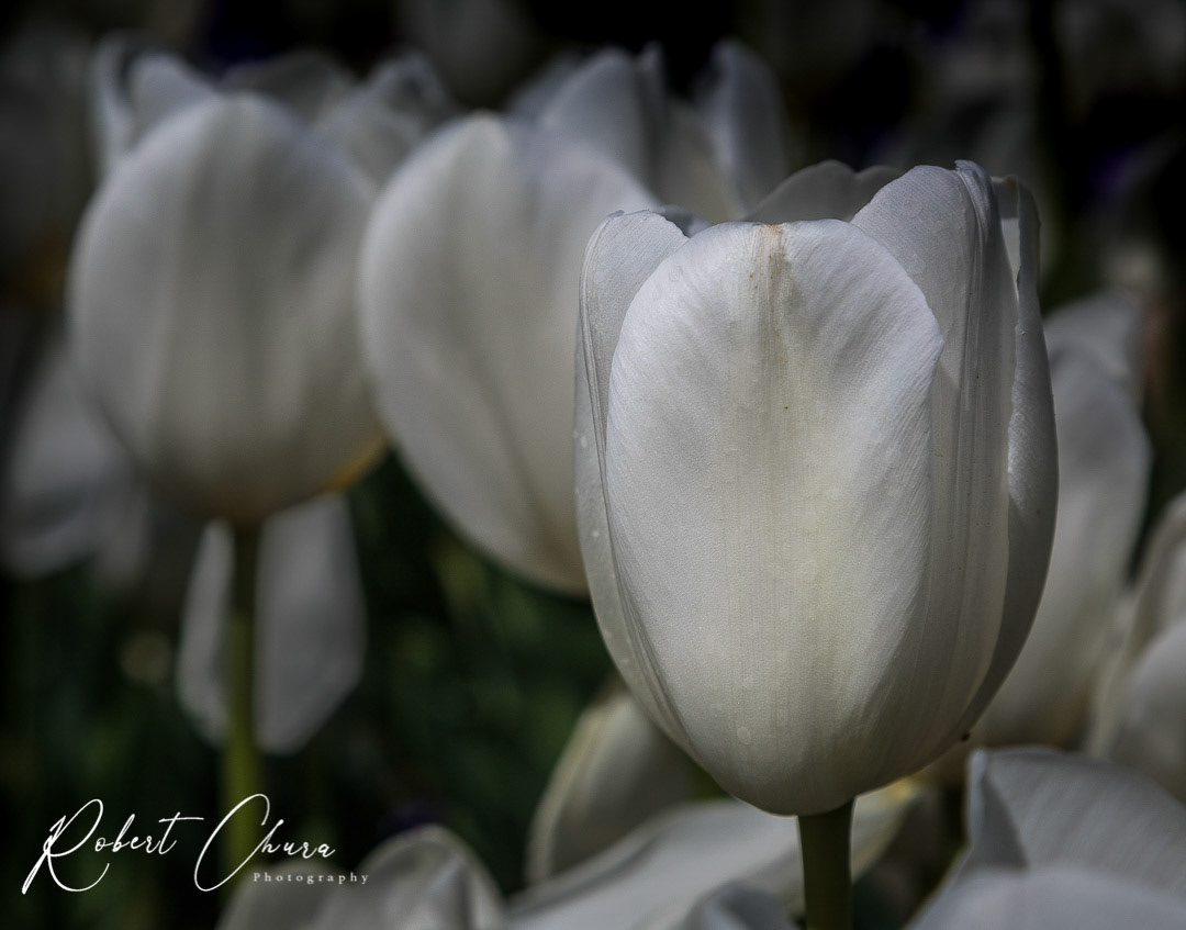 Tulipa in Lumine