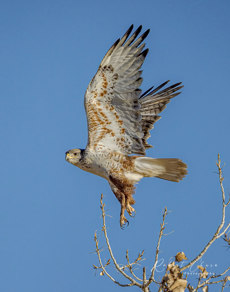 Ferrunginous Hawk Leaving