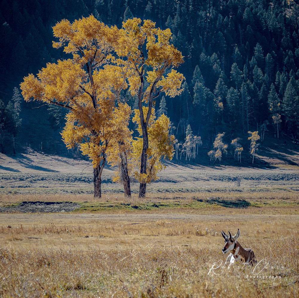 Pronghorn with Aspen
