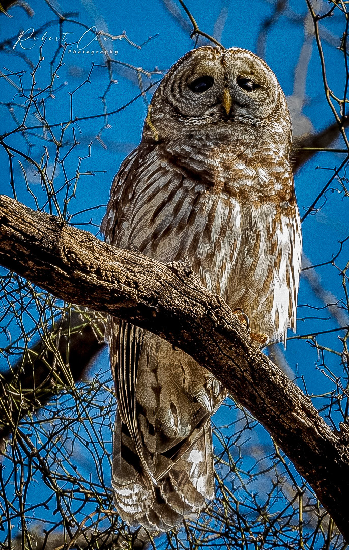 Barred Owl