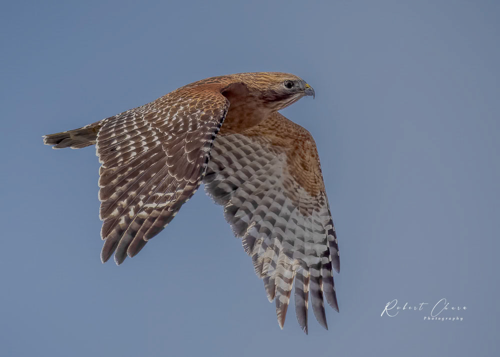 Red-breasted Hawk