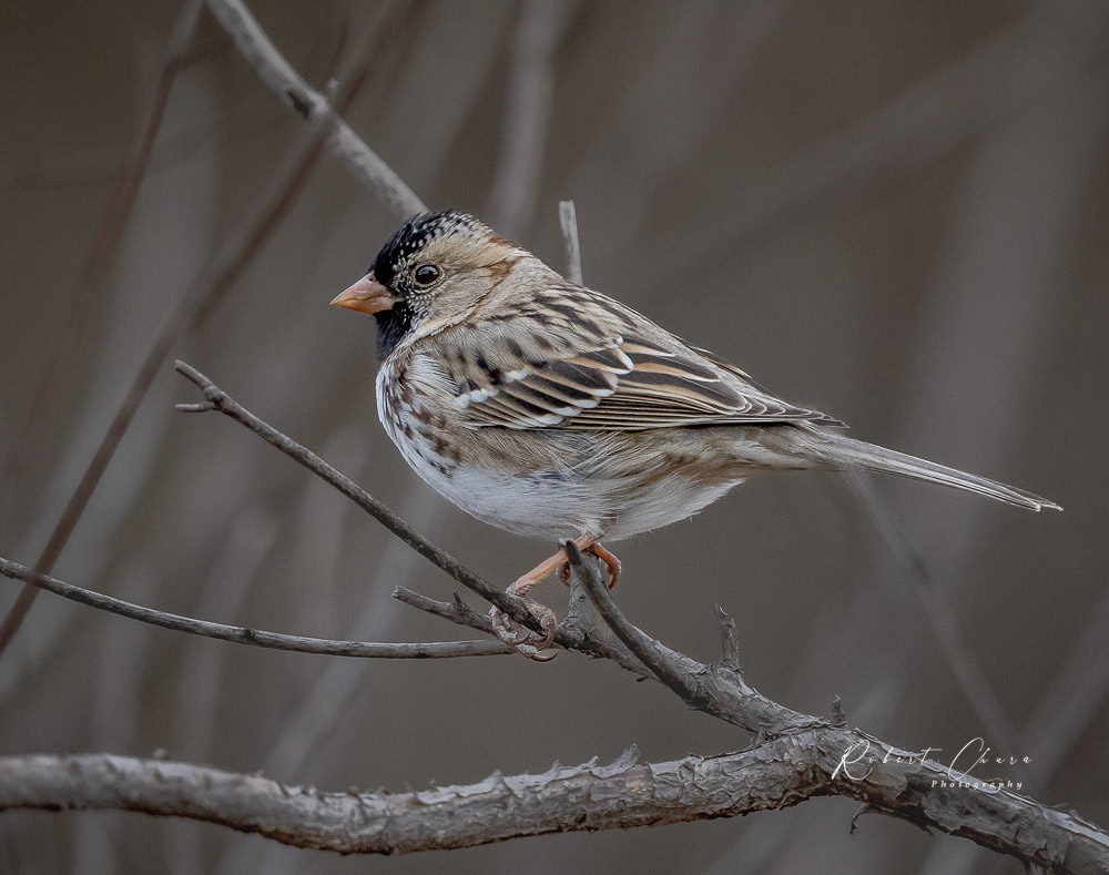 Harris's Sparrow