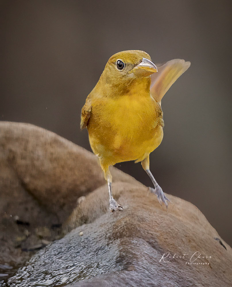 Female Summer Tanager Acton