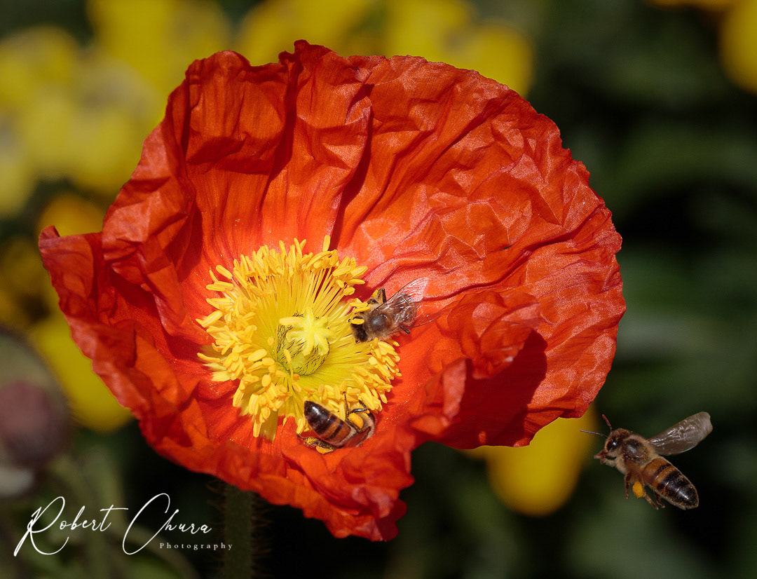 Three Bees