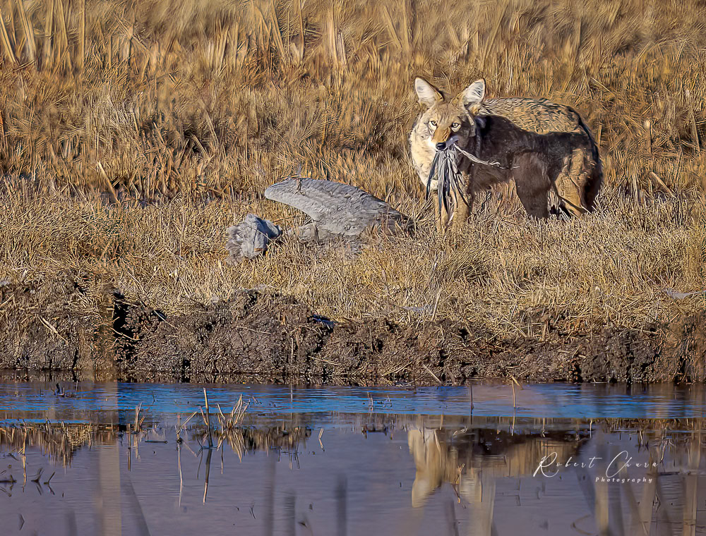 Coyote eating a Sandhill Crane in Bosque