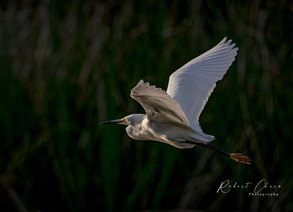 Evening Egret