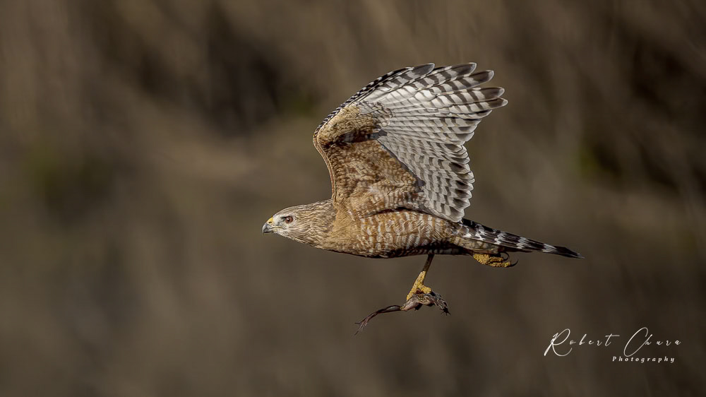 Frog Delivery Service