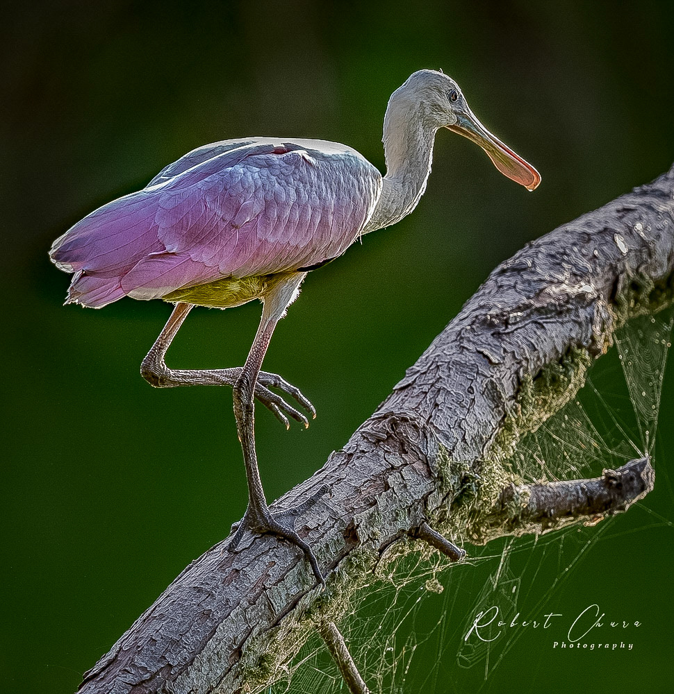 Spoonbill on Limb