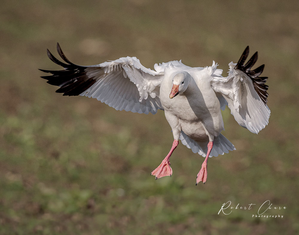 Snow Goose Landing