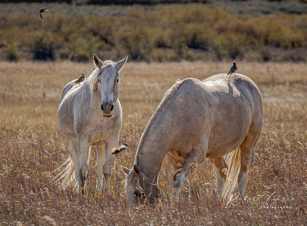 Horses with Birds