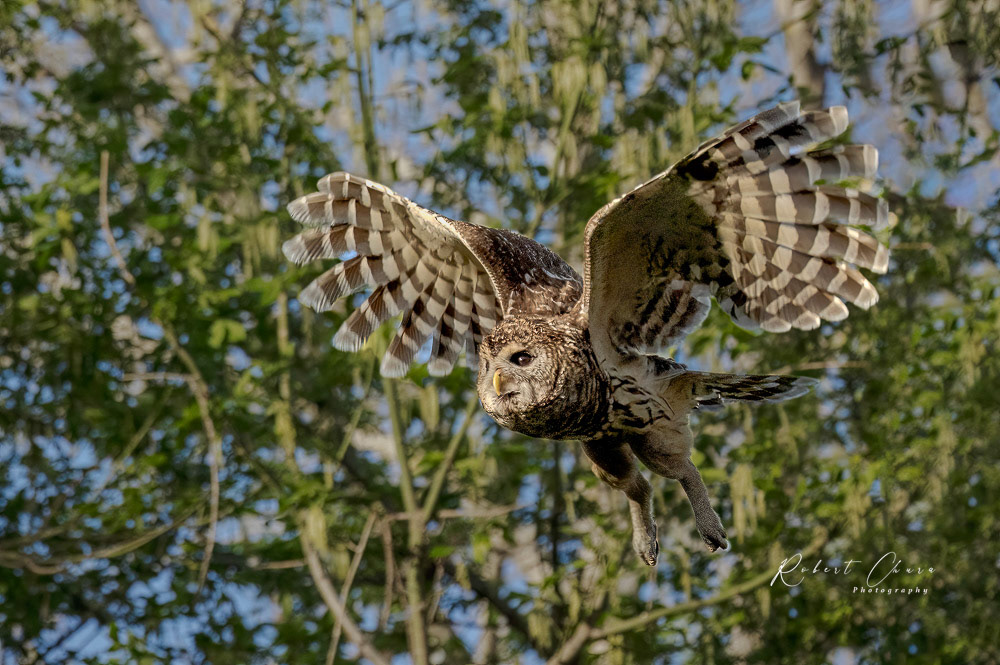 Barrd Owl Flight CNC