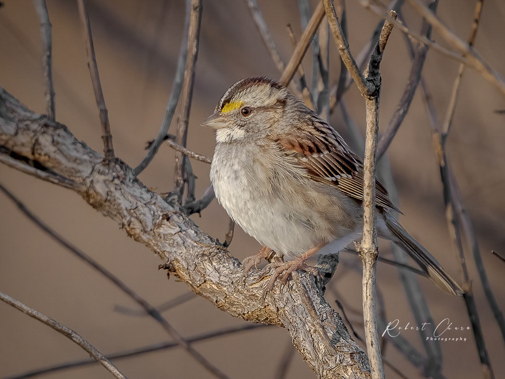 White-throated Sparrow at Sunset