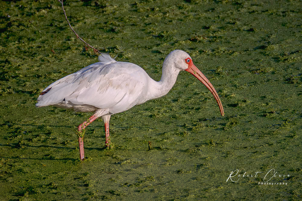 Ibis in the Muck