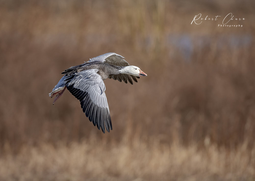 Snow Goose,Adult Blue Morph