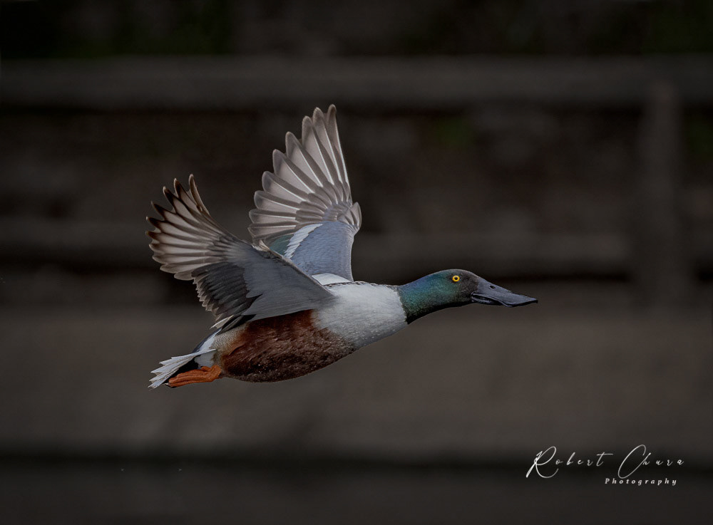 Northern Shoveler Flight