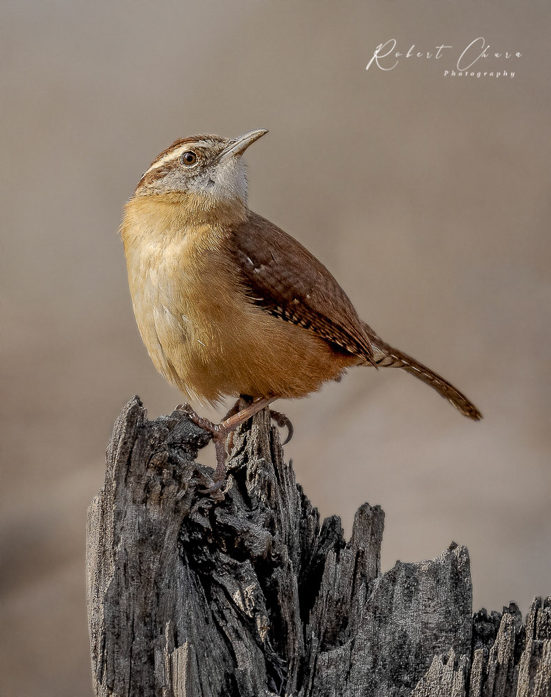 Carolina Wren