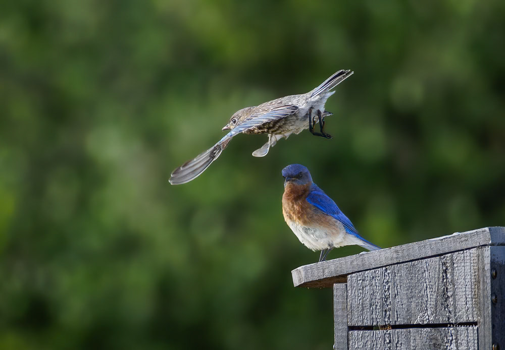 One Flew Over the Bluebird Nest
