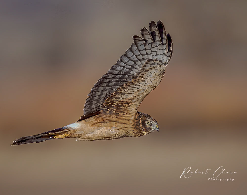 Bosque Harrier Sunset