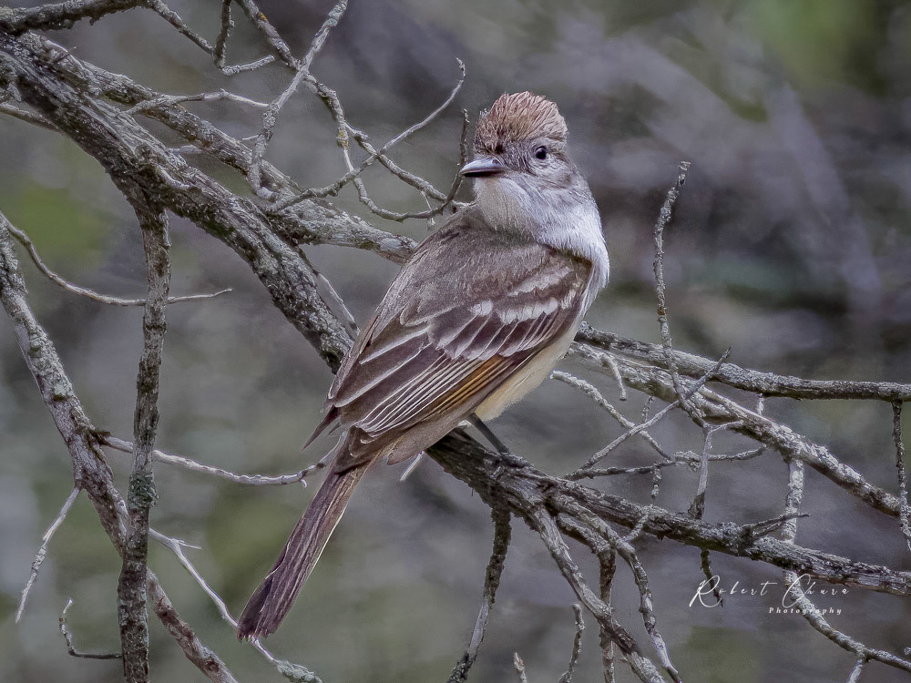 Ash-throated Flycatcher
