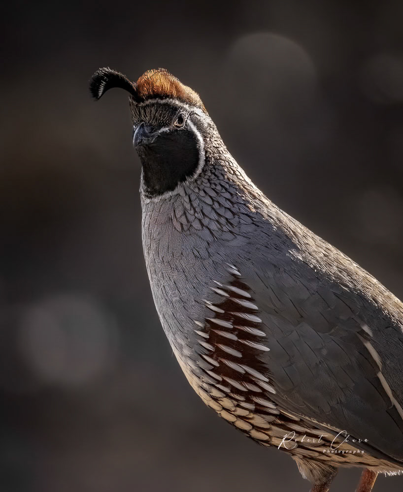 Quail Glancing