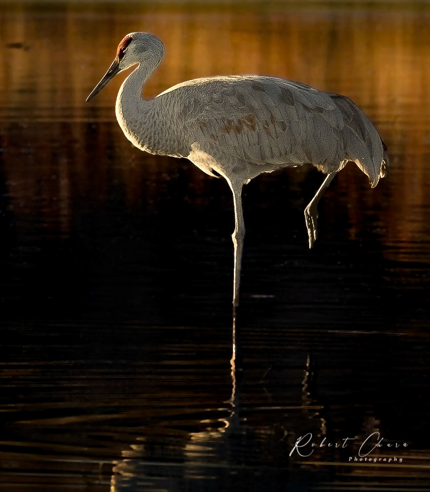 Sandhill Crane at Rest