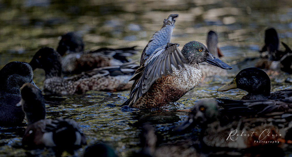 Art at the Duck Pond