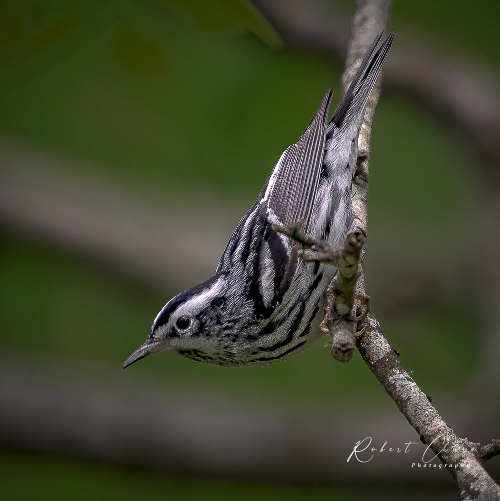 Black and White Warbler