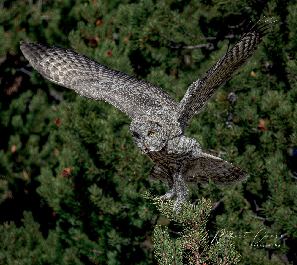 Great Grey Takeoff