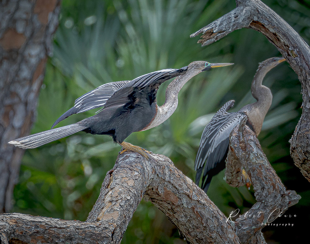 Comorant Prepairing for Flight