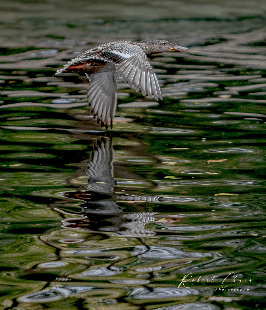 Fly Shot 5578 Reflection