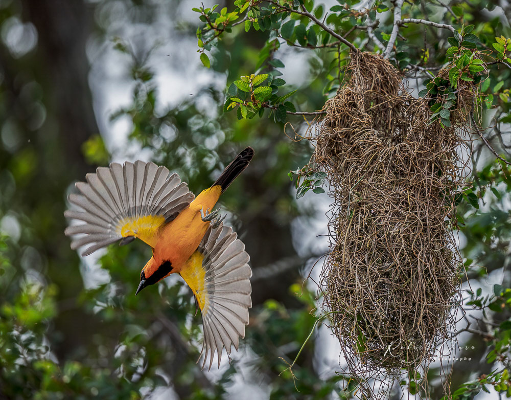 Hooded Oriole Leaving the Nest