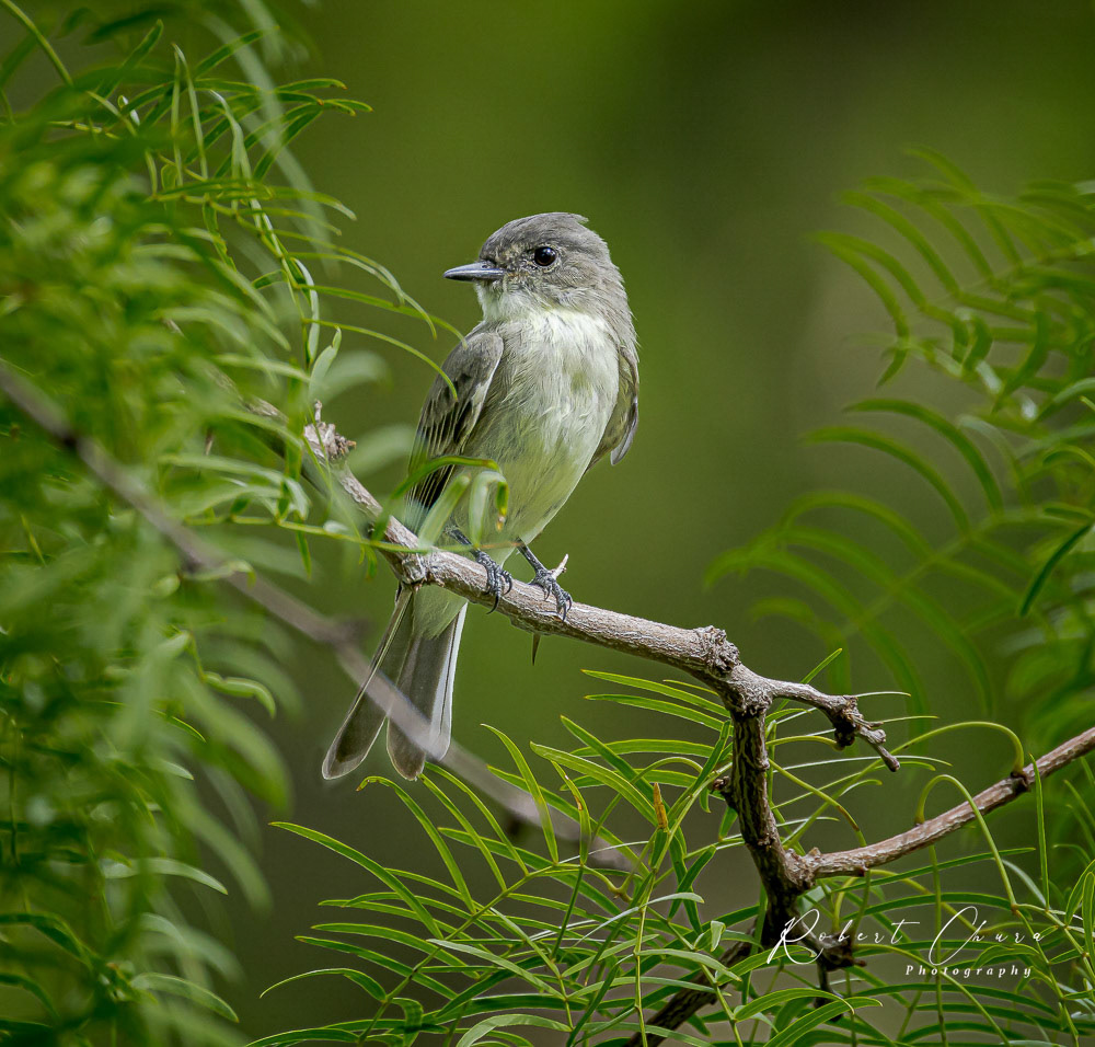 Eastern Phoebe in the Trees