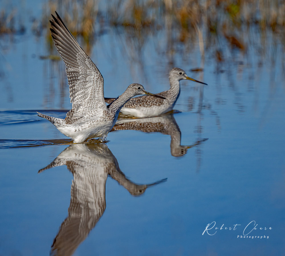 Killdeer Take-off