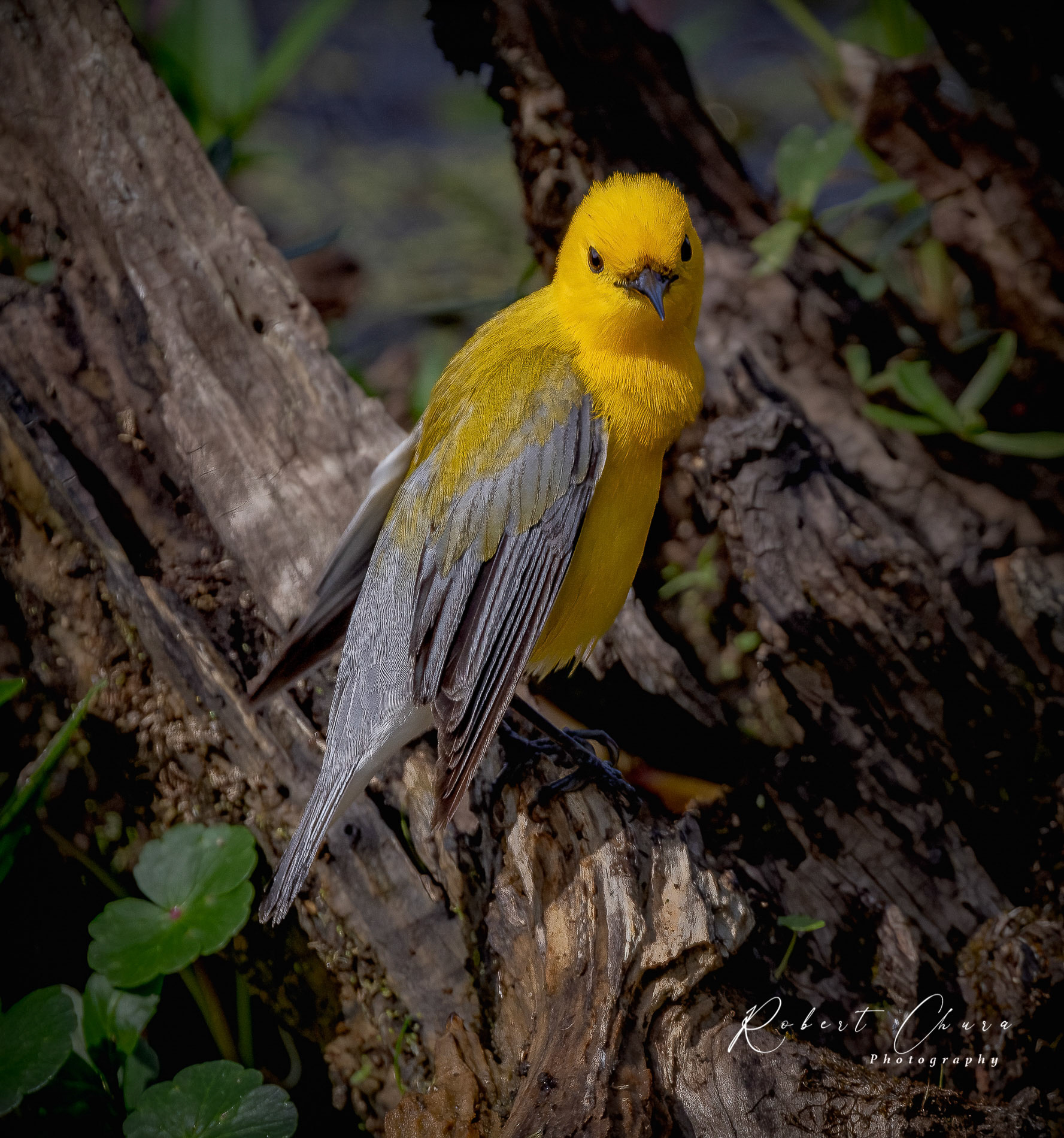 Prothonotary Warbler Profile