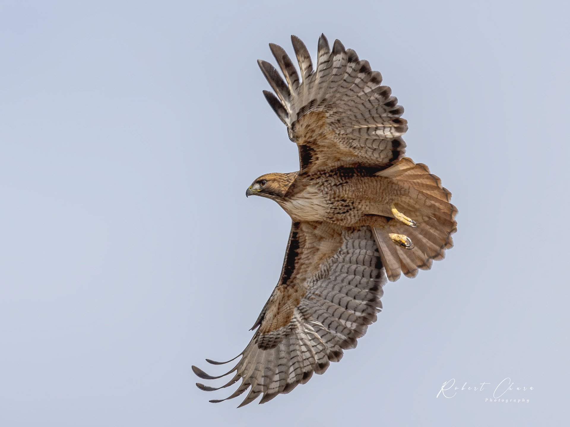 Red-tailed Hawk' Classic Pose