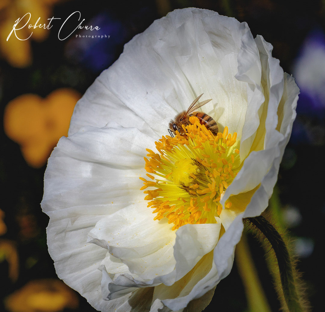 Another Bee on Yellow and White