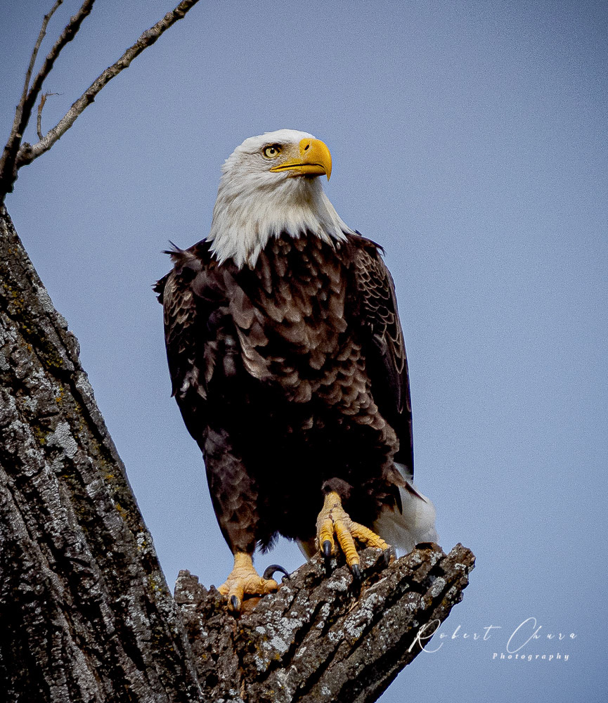 The Eagle has Landed