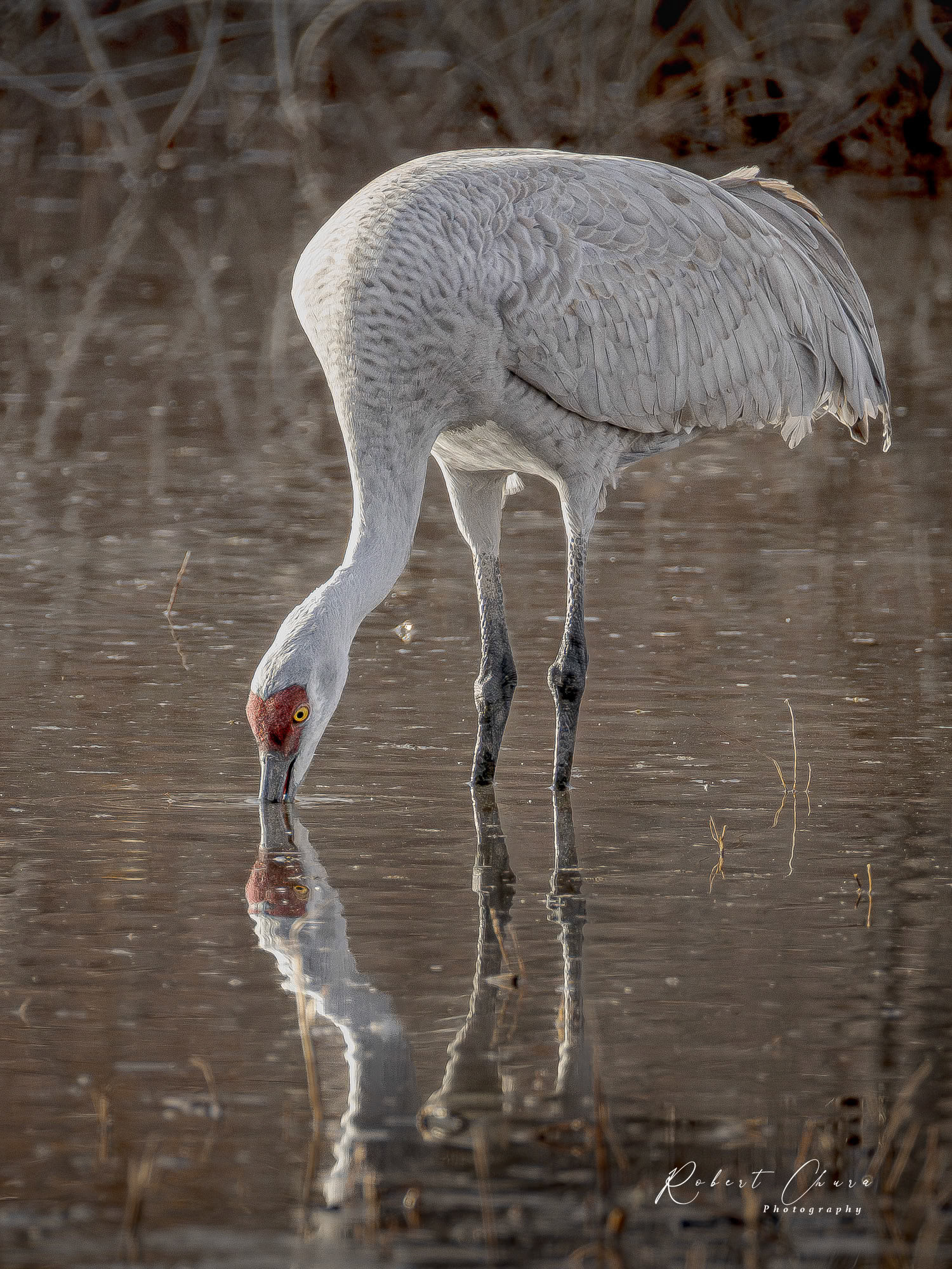 Sandhill Crane Reflection