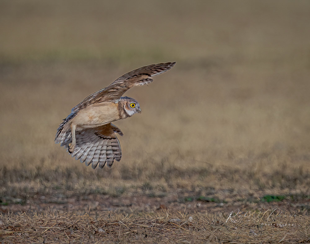 Flight of the Burrowing Owl