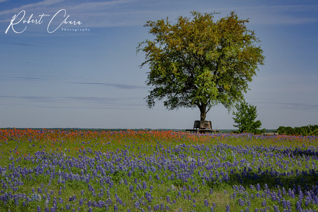 Lone Tree with Bench